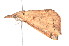  ( - K291368)  @12 [ ] CreativeCommons - Attribution Non-Commercial Share-Alike (2011) Andrew Mitchell Australian Museum