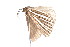  ( - K291414)  @12 [ ] CreativeCommons - Attribution Non-Commercial Share-Alike (2011) Andrew Mitchell Australian Museum