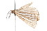  ( - K291415)  @12 [ ] CreativeCommons - Attribution Non-Commercial Share-Alike (2011) Andrew Mitchell Australian Museum