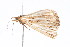  ( - K291418)  @12 [ ] CreativeCommons - Attribution Non-Commercial Share-Alike (2011) Andrew Mitchell Australian Museum