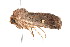  ( - K291443)  @12 [ ] CreativeCommons - Attribution Non-Commercial Share-Alike (2011) Andrew Mitchell Australian Museum