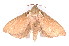  ( - K291463)  @14 [ ] CreativeCommons - Attribution Non-Commercial Share-Alike (2011) Andrew Mitchell Australian Museum