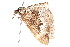  ( - K291536)  @13 [ ] CreativeCommons - Attribution Non-Commercial Share-Alike (2011) Andrew Mitchell Australian Museum
