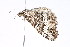  ( - K291543)  @13 [ ] CreativeCommons - Attribution Non-Commercial Share-Alike (2011) Andrew Mitchell Australian Museum