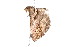  ( - K291561)  @12 [ ] CreativeCommons - Attribution Non-Commercial Share-Alike (2011) Andrew Mitchell Australian Museum