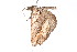  ( - K291563)  @12 [ ] CreativeCommons - Attribution Non-Commercial Share-Alike (2011) Andrew Mitchell Australian Museum