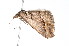  ( - K291569)  @12 [ ] CreativeCommons - Attribution Non-Commercial Share-Alike (2011) Andrew Mitchell Australian Museum