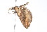  ( - K291573)  @12 [ ] CreativeCommons - Attribution Non-Commercial Share-Alike (2011) Andrew Mitchell Australian Museum