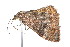 ( - K291584)  @12 [ ] CreativeCommons - Attribution Non-Commercial Share-Alike (2011) Andrew Mitchell Australian Museum