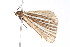  ( - K291602)  @12 [ ] CreativeCommons - Attribution Non-Commercial Share-Alike (2011) Andrew Mitchell Australian Museum