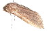  ( - K291675)  @12 [ ] CreativeCommons - Attribution Non-Commercial Share-Alike (2011) Andrew Mitchell Australian Museum