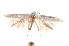  (Ogmograptis PDNH sp.7 - K292155)  @13 [ ] CreativeCommons - Attribution Non-Commercial Share-Alike (2011) Andrew Mitchell Australian Museum