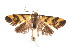  ( - K292200)  @13 [ ] CreativeCommons - Attribution Non-Commercial Share-Alike (2011) Andrew Mitchell Australian Museum