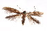  (Ogmograptis sp. ANIC2 - K292286)  @15 [ ] CreativeCommons - Attribution Non-Commercial Share-Alike (2011) Andrew Mitchell Australian Museum