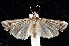  ( - K292316)  @13 [ ] CreativeCommons - Attribution Non-Commercial Share-Alike (2011) Andrew Mitchell Australian Museum