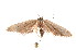  ( - K292325)  @13 [ ] CreativeCommons - Attribution Non-Commercial Share-Alike (2011) Andrew Mitchell Australian Museum