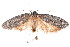  (Agriophara sp. ANIC25 - K292394)  @15 [ ] CreativeCommons - Attribution Non-Commercial Share-Alike (2011) Andrew Mitchell Australian Museum