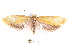  ( - K292406)  @13 [ ] CreativeCommons - Attribution Non-Commercial Share-Alike (2011) Andrew Mitchell Australian Museum