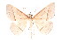  (Epidesmia tryxaria - K292435)  @15 [ ] CreativeCommons - Attribution Non-Commercial Share-Alike (2011) Andrew Mitchell Australian Museum