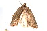  ( - am10204)  @13 [ ] CreativeCommons - Attribution Non-Commercial Share-Alike (2011) Andrew Mitchell Australian Museum