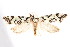  ( - am10209)  @13 [ ] CreativeCommons - Attribution Non-Commercial Share-Alike (2011) Andrew Mitchell Australian Museum