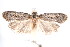  (Agriophara sp. 7 - am10243)  @14 [ ] CreativeCommons - Attribution Non-Commercial Share-Alike (2011) Andrew Mitchell Australian Museum