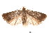  ( - am10257)  @13 [ ] CreativeCommons - Attribution Non-Commercial Share-Alike (2011) Andrew Mitchell Australian Museum