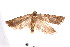  ( - am10259)  @13 [ ] CreativeCommons - Attribution Non-Commercial Share-Alike (2011) Andrew Mitchell Australian Museum