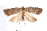  ( - am10262)  @13 [ ] CreativeCommons - Attribution Non-Commercial Share-Alike (2011) Andrew Mitchell Australian Museum