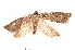  ( - am10263)  @13 [ ] CreativeCommons - Attribution Non-Commercial Share-Alike (2011) Andrew Mitchell Australian Museum