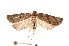  ( - am10264)  @13 [ ] CreativeCommons - Attribution Non-Commercial Share-Alike (2011) Andrew Mitchell Australian Museum
