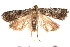  ( - am10265)  @13 [ ] CreativeCommons - Attribution Non-Commercial Share-Alike (2011) Andrew Mitchell Australian Museum
