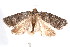  ( - am10267)  @13 [ ] CreativeCommons - Attribution Non-Commercial Share-Alike (2011) Andrew Mitchell Australian Museum