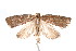  ( - am10268)  @13 [ ] CreativeCommons - Attribution Non-Commercial Share-Alike (2011) Andrew Mitchell Australian Museum