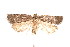  ( - am10269)  @13 [ ] CreativeCommons - Attribution Non-Commercial Share-Alike (2011) Andrew Mitchell Australian Museum