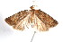  ( - am10289)  @13 [ ] CreativeCommons - Attribution Non-Commercial Share-Alike (2011) Andrew Mitchell Australian Museum