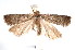  ( - am10302)  @13 [ ] CreativeCommons - Attribution Non-Commercial Share-Alike (2011) Andrew Mitchell Australian Museum