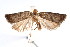  ( - am10312)  @13 [ ] CreativeCommons - Attribution Non-Commercial Share-Alike (2011) Andrew Mitchell Australian Museum