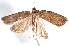  ( - am10313)  @13 [ ] CreativeCommons - Attribution Non-Commercial Share-Alike (2011) Andrew Mitchell Australian Museum