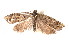  ( - am10351)  @13 [ ] CreativeCommons - Attribution Non-Commercial Share-Alike (2011) Andrew Mitchell Australian Museum
