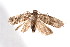  ( - am10358)  @13 [ ] CreativeCommons - Attribution Non-Commercial Share-Alike (2011) Andrew Mitchell Australian Museum
