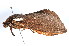  ( - am10401)  @12 [ ] CreativeCommons - Attribution Non-Commercial Share-Alike (2011) Andrew Mitchell Australian Museum