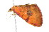  ( - am10466)  @12 [ ] CreativeCommons - Attribution Non-Commercial Share-Alike (2011) Andrew Mitchell Australian Museum