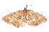  ( - am10470)  @12 [ ] CreativeCommons - Attribution Non-Commercial Share-Alike (2011) Andrew Mitchell Australian Museum