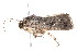  ( - am10551)  @12 [ ] CreativeCommons - Attribution Non-Commercial Share-Alike (2011) Andrew Mitchell Australian Museum