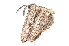  ( - am10576)  @12 [ ] CreativeCommons - Attribution Non-Commercial Share-Alike (2011) Andrew Mitchell Australian Museum