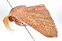  ( - am10581)  @13 [ ] CreativeCommons - Attribution Non-Commercial Share-Alike (2011) Andrew Mitchell Australian Museum