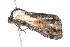  ( - am10591)  @12 [ ] CreativeCommons - Attribution Non-Commercial Share-Alike (2011) Andrew Mitchell Australian Museum