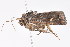  ( - am10664)  @13 [ ] CreativeCommons - Attribution Non-Commercial Share-Alike (2011) Andrew Mitchell Australian Museum