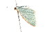  (Poecilasthena AH01 - am10705)  @14 [ ] CreativeCommons - Attribution Non-Commercial Share-Alike (2011) Andrew Mitchell Australian Museum